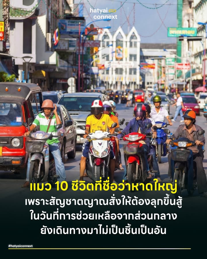 แมว 10 ชีวิตที่ชื่อว่าหาดใหญ่ เพราะสัญชาตญาณสั่งให้ต้องลุกขึ้นสู้ ในวันที่การช่วยเหลือจากส่วนกลางยังเดินทางมาไม่เป็นชิ้นเป็นอัน . เผลอเพียงครู่เดียว เราผ่านพ้นมรสุมลูกใหญ่มาแล้วเกือบ 2 เดือน ร่องรอยความเสียหายทางกายภาพอาจยังหลงเหลือให้เห็นบ้างตามมุมตึก แต่สิ่งที่นักวิเคราะห์หลายสำนักอาจมองพลาดไป คือการประเมินชีพจรของเมืองแห่งนี้ต่ำเกินจริง ในขณะที่ตัวเลขมหภาคอาจชี้ว่าเศรษฐกิจกำลังซบเซาจนถูกนิยามว่าเป็น 'ผู้ป่วยติดเตียง' ที่ทำได้แค่นอนรอเครื่องช่วยหายใจจากรัฐ . แต่หากลงไปเดินสัมผัสย่านการค้าใจกลางเมืองจริงๆ เราจะพบว่าสมมติฐานนั้นคลาดเคลื่อนเล็กน้อย เพราะภาพที่เห็นไม่ใช่คนป่วยที่นอนหมดอาลัยตายอยาก แต่คือนักสู้ที่กำลังดิ้นรนสุดแรงเกิดเพื่อประคองลมหายใจ ในวันที่ความช่วยเหลือจากส่วนกลางอาจยังมาไม่ถึงหรือยังไม่ตอบโจทย์ . #สัญชาตญาณเลือดพ่อค้าที่รอไม่ได้ ในทางทฤษฎีการจัดการวิกฤต สิ่งที่คนหาดใหญ่กำลังแสดงออกเรียกว่า Entrepreneurial Resilience หรือความยืดหยุ่นของผู้ประกอบการขั้นสูง ทันทีที่น้ำลด เราแทบไม่ได้ยินเสียงโอดครวญรอขอความช่วยเหลือแบบรอนิ่งๆ โดยไม่ทำอะไร เพราะเรารู้ดีว่าถ้ารอขั้นตอนราชการ เราอาจจะอดตายก่อน . ภาพที่ปรากฏคือเจ้าของร้านที่ลุกขึ้นมาทาสีใหม่ด้วยตัวเอง การเร่งซ่อมเชลฟ์สินค้า และการหมุนเงินก้อนสุดท้ายเพื่อสต็อกของล็อตใหม่ให้ทันเวลา มันคือสัญชาตญาณการเอาตัวรอดของเมืองที่รากฐานเติบโตมาจากการค้าขาย เราเรียนรู้ว่า 'ถ้าหยุดคืออด' พลังงานดิบเหล่านี้คือตัวแปรสำคัญที่ทำให้เศรษฐกิจฐานรากยังหมุนต่อไปได้ แม้ในวันที่กลไกรัฐทำงานช้ากว่าความเดือดร้อน . #สัญญาณชีพที่กลับมาเต้นแม้ยังไม่เต็มร้อย หากพูดกันตามความจริง เราต้องยอมรับว่าไม่ใช่ทุกพื้นที่ที่จะกลับมาเหมือนเดิมได้ 100% บางร้านอาจต้องปิดตัวลงหรือย้ายทำเล แต่นั่นไม่ได้หมายความว่าเมืองกำลังหยุดนิ่ง ตรงกันข้าม เรากำลังเห็น Positive Momentum หรือแรงส่งในทิศทางที่ดีขึ้นอย่างชัดเจน สังเกตได้จากรอบตัวเรา ร้านข้าวแกงเจ้าประจำเริ่มกลับมาเปิดเตา คาเฟ่เล็กๆ เริ่มมีวัยรุ่นเข้าไป Check-in ร้านสะดวกซื้อหน้าปากซอยที่เคยว่างเปล่า วันนี้สินค้าถูกเติมจนเต็มเชลฟ์อีกครั้ง สิ่งเหล่านี้ส่งสัญญาณว่าระบบหมุนเวียนเลือดของเมืองกำลังกลับมาทำงาน ชีวิตประจำวันที่ขับเคลื่อนเศรษฐกิจกำลังหมุนไปข้างหน้า แม้จะยังไม่เต็มสปีด แต่ล้อก็หมุนแล้วและไม่มีทีท่าว่าจะเบรก . #หมุดหมายใหม่คือตรุษจีน เป้าหมายสำคัญที่ทำให้คนหาดใหญ่ฮึดสู้เฮือกใหญ่ในรอบนี้คือ 'เทศกาลตรุษจีน' ที่กำลังจะมาถึง ตามหลักการ Eventful Cities การใช้เทศกาลใหญ่เป็นตัวดึงพลังแฝงของคนในชุมชนออกมาเพื่อฟื้นฟูเมือง ภาพการเตรียมงานในปีนี้จึงเต็มไปด้วยความมุ่งมั่นปนความคาดหวัง โรงแรมเริ่มมียอดจองดีดตัวขึ้นจากนักท่องเที่ยวเพื่อนบ้าน ร้านอาหารระดับตำนานเร่งเตรียมวัตถุดิบรับ นี่คือเดิมพันครั้งสำคัญที่เราจะพิสูจน์ให้เห็นว่า แมว 10 ชีวิตตัวนี้ พร้อมแล้วที่จะกระโดดกลับขึ้นมายืนอย่างสง่างาม . ลองมาเดินดูบรรยากาศจริงในเมือง คุณจะเห็นแววตาของผู้ประกอบการที่ยังสู้ไม่ถอย นี่คือเมืองที่ต้องการมากกว่าแค่คำสัญญา แต่ต้องการมาตรการสนับสนุนที่ 'จับต้องได้' และ 'ทันเวลา' จากภาครัฐ เพื่อมาต่อลมหายใจให้กับคนที่กำลังสู้ยิบตา สุขภาพของหาดใหญ่วันนี้อาจมีแผลถลอกบ้าง แต่หัวใจความเป็นนักสู้ยังสูบฉีดแรงกล้า พร้อมแล้วที่จะพิสูจน์ศักยภาพในตรุษจีนที่กำลังจะมาถึง . อ้างอิง - Williams, N., & Vorley, T. (2014). Economic Resilience and Entrepreneurship. - Chamlee-Wright, E., & Storr, V. H. (2011). Commercial social space as a source of community recovery - Richards, G., & Palmer, R. (2010). Eventful Cities: Cultural Management and Urban Revitalisation __ #HatyaiConnext #EntrepreneurialResilience #หาดใหญ่ #เศรษฐกิจหาดใหญ่ #ตรุษจีน2026 #หาดใหญ่เมืองนักสู้hatyaiconnext