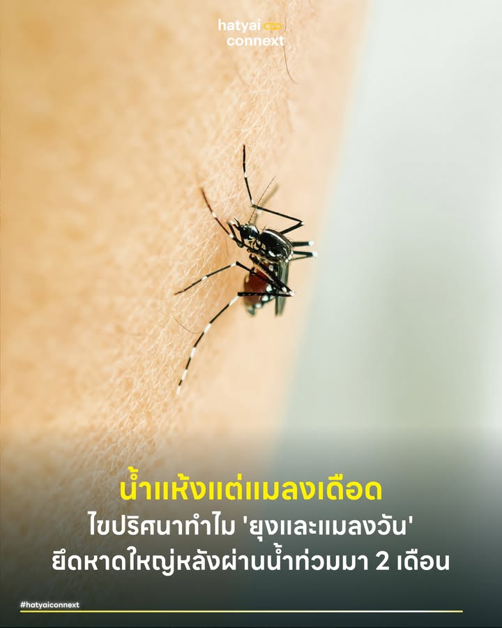 น้ำแห้งแต่แมลงเดือด ไขปริศนาทำไม 'ยุงและแมลงวัน' ยึดหาดใหญ่หลังผ่านน้ำท่วมมา 2 เดือน . ชาวหาดใหญ่หลายพื้นที่ต่างตั้งคำถามเป็นเสียงเดียวกันว่า "ทำไมช่วงนี้ยุงและแมลงวันเยอะผิดปกติ" ทั้งที่เหตุการณ์น้ำท่วมใหญ่ได้ผ่านพ้นไปกว่า 2 เดือนแล้ว และเมืองก็ดูเหมือนจะกลับสู่สภาวะปกติ . สิ่งที่เกิดขึ้นนี้ไม่ใช่เรื่องบังเอิญ แต่เป็นปรากฏการณ์ทางนิเวศวิทยาที่เรียกว่า Population Explosion หรือการระเบิดของประชากรแมลง ซึ่งเป็นอาฟเตอร์ช็อคทางชีวภาพที่ตามมาหลังจากภัยพิบัติ โดยมีสัญญาณเตือนภัยล่าสุดคือน้ำเน่าสีดำที่เริ่มปรากฏให้เห็นในบางจุดสำคัญของเมือง . #กับดักความร้อนและวงจรชีวิตที่สั้นลง จำเลยที่หนึ่งคือ 'สภาพอากาศ' เดือนกุมภาพันธ์คือช่วงรอยต่อเข้าสู่ฤดูร้อน อุณหภูมิในหาดใหญ่เริ่มสูงขึ้น ซึ่งส่งผลโดยตรงต่อสัตว์เลือดเย็นอย่างแมลง เมื่ออุณหภูมิสูงขึ้น กระบวนการเมตาบอลิซึมของยุงและแมลงวันจะทำงานเร็วขึ้นอย่างทวีคูณ ส่งผลให้วงจรชีวิตจากไข่กลายเป็นตัวเต็มวัยสั้นลง จากเดิมที่อาจใช้เวลา 10-14 วันในช่วงอากาศเย็น อาจเหลือเพียง 7 วันในช่วงอากาศร้อน นั่นหมายความว่า ในระยะเวลาเท่าเดิม พวกมันสามารถผลิตลูกหลานออกมาได้จำนวนรอบที่มากขึ้นกว่าปกติ . #สัญญาณเตือนจากริมถนน30เมตร สิ่งที่น่ากังวลที่สุดในขณะนี้คือสภาพของแหล่งน้ำขัง โดยเฉพาะบริเวณริมถนนราษฎร์ยินดี (ถนน 30 เมตร) ที่เริ่มสังเกตเห็นว่าน้ำในคูระบายน้ำเปลี่ยนเป็นสีดำสนิทและส่งกลิ่นเหม็นเน่า นี่คือหลักฐานของการเน่าเปื่อยแบบไม่ใช้ออกซิเจน (Anaerobic Decomposition) ซึ่งเกิดจากตะกอนดินโคลนและขยะอินทรีย์ที่มากับน้ำท่วมตกค้างอยู่ก้นท่อเป็นเวลานานจนเกิดการหมักหมม สภาพน้ำเน่าเสียที่มีสารอินทรีย์สูงเช่นนี้ คือสวรรค์ของยุงรำคาญที่ชอบวางไข่ในน้ำสกปรก ต่างจากยุงลายที่ชอบน้ำใส การที่น้ำเริ่มดำจึงเป็นตัวเร่งให้กองทัพยุงรำคาญบุกเมืองในช่วงค่ำคืน . #ขยะที่เหมือนจะบางตาแต่ปัญหาไม่จางหาย อีกหนึ่งปัจจัยคือเรื่อง 'การจัดการขยะ' แม้ภาพรวมขยะกองใหญ่ตามแหล่งชุมชนและริมทางจะดู บางตาลงเมื่อเทียบกับช่วงแรกหลังน้ำลด แต่ความจริงคือยังเคลียร์ไม่หมด 100% เศษขยะชิ้นเล็กชิ้นน้อยที่ซุกซ่อนอยู่ตามซอกตึก พงหญ้า หรือถูกดินโคลนกลบฝังไว้ ยังคงมีความชื้นและกำลังย่อยสลาย เมื่อเจอกับอากาศร้อนของเดือนกุมภาพันธ์ มันจึงกลายเป็นแหล่งอาหารชั้นเลิศให้ หนอนแมลงวันเจริญเติบโตได้อย่างเงียบเชียบ ส่งผลให้เราเห็นกองทัพแมลงวันหัวเขียวบินว่อนตามร้านอาหารและตลาดสด ทั้งที่ดูเหมือนเมืองจะสะอาดขึ้นแล้วก็ตาม . ปรากฏการณ์นี้เป็นสัญญาณเตือนให้ชาวหาดใหญ่ต้องระวังโรคระบาดระลอกสอง ทั้งไข้เลือดออกจากยุงลาย โรคเท้าช้างจากยุงรำคาญ และโรคทางเดินอาหารจากแมลงวัน การเร่งลอกท่อระบายน้ำจุดที่น้ำดำ และการเก็บกวาดขยะตกค้างในจุดอับสายตา จึงเป็นมาตรการเร่งด่วนที่ต้องทำทันที ไม่ใช่แค่เพื่อความรำคาญ แต่เพื่อความปลอดภัยทางสาธารณสุขของทุกคน . อ้างอิง - Centers for Disease Control and Prevention (CDC). (2025). Mosquito Control After a Disaster. - World Health Organization. (2024). Global Vector Control Response 2017–2030. - Rueda, L. M., et al. (1990). Temperature effects on the immature development of the mosquito. __ #HatyaiConnext #CurioCity #ยุง #แมลงวันระบาด #น้ำเน่า #ถนน30เมตร #หาดใหญ่ #หลังน้ำท่วม #นิเวศวิทยาเมือง #สาธารณสุขhatyaiconnext