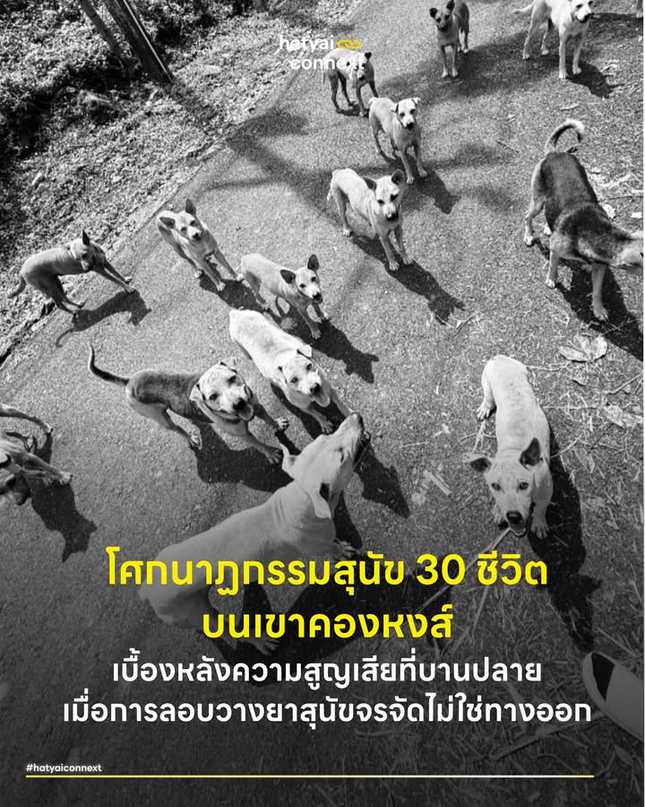 โศกนาฏกรรมสุนัข 30 ชีวิตบนเขาคองหงส์ เบื้องหลังความสูญเสียที่บานปลาย เมื่อการลอบวางยาสุนัขจรจัดไม่ใช่ทางออก . เหตุการณ์สะเทือนใจบริเวณเขาคอหงส์เมื่อสุนัขจรจัดกว่า 30 ชีวิตถูกวางยาเบื่อจนเสียชีวิต ถือเป็นประเด็นที่สร้างความหดหู่แก่สังคมอย่างมาก การลงพื้นที่ตรวจสอบขององค์กรจัดสวัสดิภาพสัตว์เดอะโฮปสงขลาร่วมกับเจ้าหน้าที่ตำรวจและเทศบาลเมืองคอหงส์ เผยให้เห็นร่องรอยความสูญเสียที่ส่งผลกระทบมากกว่าเพียงเรื่องของสวัสดิภาพสัตว์ การกระทำดังกล่าวนอกจากจะมีความผิดทางกฎหมายแล้ว ยังเป็นการทำลายระบบการควบคุมประชากรสัตว์ในเขตเมืองที่ดำเนินมาอย่างต่อเนื่อง . #สุญญากาศทางนิเวศวิทยา การกำจัดสุนัขเจ้าถิ่นด้วยวิธีการรุนแรงก่อให้เกิดปัญหาที่ซับซ้อนกว่าที่หลายคนคาดคิด การกระทำเช่นนี้นำไปสู่สุญญากาศซึ่งเป็นหลักการทางนิเวศวิทยาประชากร เมื่อสัตว์ที่ครอบครองอาณาเขตเดิมซึ่งผ่านการทำหมันแล้วถูกกำจัดออกไปอย่างฉับพลัน พื้นที่ดังกล่าวจะเกิดสภาวะว่างเปล่า ทรัพยากรอย่างอาหารและแหล่งหลบภัยที่ยังคงอยู่จะดึงดูดสุนัขจรจัดกลุ่มใหม่จากพื้นที่ใกล้เคียงให้ย้ายถิ่นฐานเข้ามาแทนที่ สุนัขกลุ่มใหม่นี้ก็คาดเดาไม่ได้ว่าได้ผ่านกระบวนการทำหมันและฉีดวัคซีนมาแล้วหรือเปล่า ทำให้พื้นที่นี้ถูกรีเซ็ต วงจรการเพิ่มจำนวนประชากรและการแพร่ระบาดของโรคจึงกลับมาเริ่มต้นใหม่อีกครั้งอย่างไม่รู้จบ . #สารตกค้างและภัยคุกคามทางสิ่งแวดล้อม ผลกระทบที่อันตรายไม่แพ้กันคือเรื่องของ ภาวะพิษสะสมในห่วงโซ่อาหาร การนำสารเคมีอันตรายมาวางปะปนกับอาหารในพื้นที่ป่าละเมาะและแหล่งธรรมชาติบนเขาคอหงส์มีความเสี่ยงสูงที่สารพิษจะปนเปื้อนลงสู่ผิวดินและแหล่งน้ำ ซากสุนัขที่ถูกทิ้งไว้ยังกลายเป็นพาหะส่งต่อสารพิษไปยังสัตว์กินซาก นก หรือสัตว์ป่าขนาดเล็กที่อาศัยอยู่ในระบบนิเวศเดียวกัน การกระทำนี้จึงเป็นการบ่อนทำลายความสมดุลทางธรรมชาติและสร้างความเสี่ยงด้านสาธารณสุขต่อผู้คนที่อาศัยอยู่บริเวณเชิงเขาอย่างรุนแรง . #ความสูญเปล่าของทรัพยากรสาธารณสุข ข้อมูลระบุชัดเจนว่าสุนัขที่เสียชีวิตจำนวนมากในเหตุการณ์นี้เป็นสัตว์ที่ผ่านการทำหมันและฉีดวัคซีนควบคุมโรคพิษสุนัขบ้าเรียบร้อยแล้ว การสูญเสียครั้งนี้หมายถึงการทำลาย ทรัพยากรทางสาธารณสุขทั้งงบประมาณของรัฐ หยาดเหงื่อแรงกายของเจ้าหน้าที่ รวมถึงเวลาของอาสาสมัครที่ทุ่มเทให้กับการควบคุมประชากรสัตว์ในพื้นที่ เมื่อสุนัขกลุ่มใหม่เข้ามาแทนที่ หน่วยงานที่เกี่ยวข้องจะต้องสูญเสียงบประมาณซ้ำซ้อนเพื่อเริ่มต้นกระบวนการฉีดวัคซีนและทำหมันใหม่อีกครั้ง . #บาดแผลทางจิตใจของคนในชุมชน ความรุนแรงที่เกิดขึ้นทิ้งร่องรอยความบอบช้ำทางจิตใจไว้ให้กับกลุ่มอาสาสมัครและประชาชนที่คอยดูแลให้อาหารสัตว์เหล่านี้ ภาพซากสัตว์ที่คุ้นเคยนอนเสียชีวิตเกลื่อนพื้นที่ก่อให้เกิด ภาวะสะเทือนใจ ความรู้สึกไม่ปลอดภัยเริ่มก่อตัวขึ้นในชุมชนเมื่อมีผู้ใช้สารเคมีอันตรายอย่างอุกอาจในพื้นที่สาธารณะ สิ่งนี้สะท้อนให้เห็นถึงความเปราะบางของการอยู่ร่วมกันและการขาดความตระหนักรู้ในการแก้ปัญหาด้วยสันติวิธี . #การจัดการเชิงรุกและการบังคับใช้กฎหมาย วิกฤตครั้งนี้นำไปสู่การวางมาตรการร่วมกันของหลายภาคส่วนเพื่อป้องกันเหตุซ้ำรอย การกำหนดจุดให้อาหารอย่างเป็นระบบช่วยสร้างสุขอนามัยที่ดีและลดความขัดแย้งระหว่างคนกับสัตว์ในชุมชน มีการติดตั้งป้ายเตือนเพื่อบังคับใช้กฎหมายตามพระราชบัญญัติป้องกันการทารุณกรรมและการจัดสวัสดิภาพสัตว์ พ.ศ. 2557 อย่างเคร่งครัด ขณะนี้เจ้าหน้าที่ตำรวจกำลังเร่งตรวจสอบภาพจากกล้องวงจรปิดเพื่อนำตัวผู้กระทำผิดมาดำเนินคดี ภาคประชาชนได้รวบรวมเงินรางวัลจำนวน 20,000 บาทสำหรับผู้แจ้งเบาะแสที่นำไปสู่การจับกุม การร่วมมือครั้งนี้สะท้อนให้เห็นถึงความตื่นตัวของสังคมในการปกป้องสิทธิของสิ่งมีชีวิตร่วมโลกและมุ่งหาวิธีการจัดการประชากรสัตว์จรจัดตามหลักวิชาการ . Image Courtesy of หมาบนเขาหาดใหญ่ . อ้างอิง - Matter H C & Daniels T J (2000) Dog ecology and population biology - World Animal Protection (2019) Humane Dog Population Management Guidance __ #HatyaiConnext #เขาคอหงส์ #ทารุณกรรมสัตว์ #สุนัขจรจัด #สวัสดิภาพสัตว์ #เดอะโฮปสงขลา #ปรากฏการณ์สุญญากาศhatyaiconnext